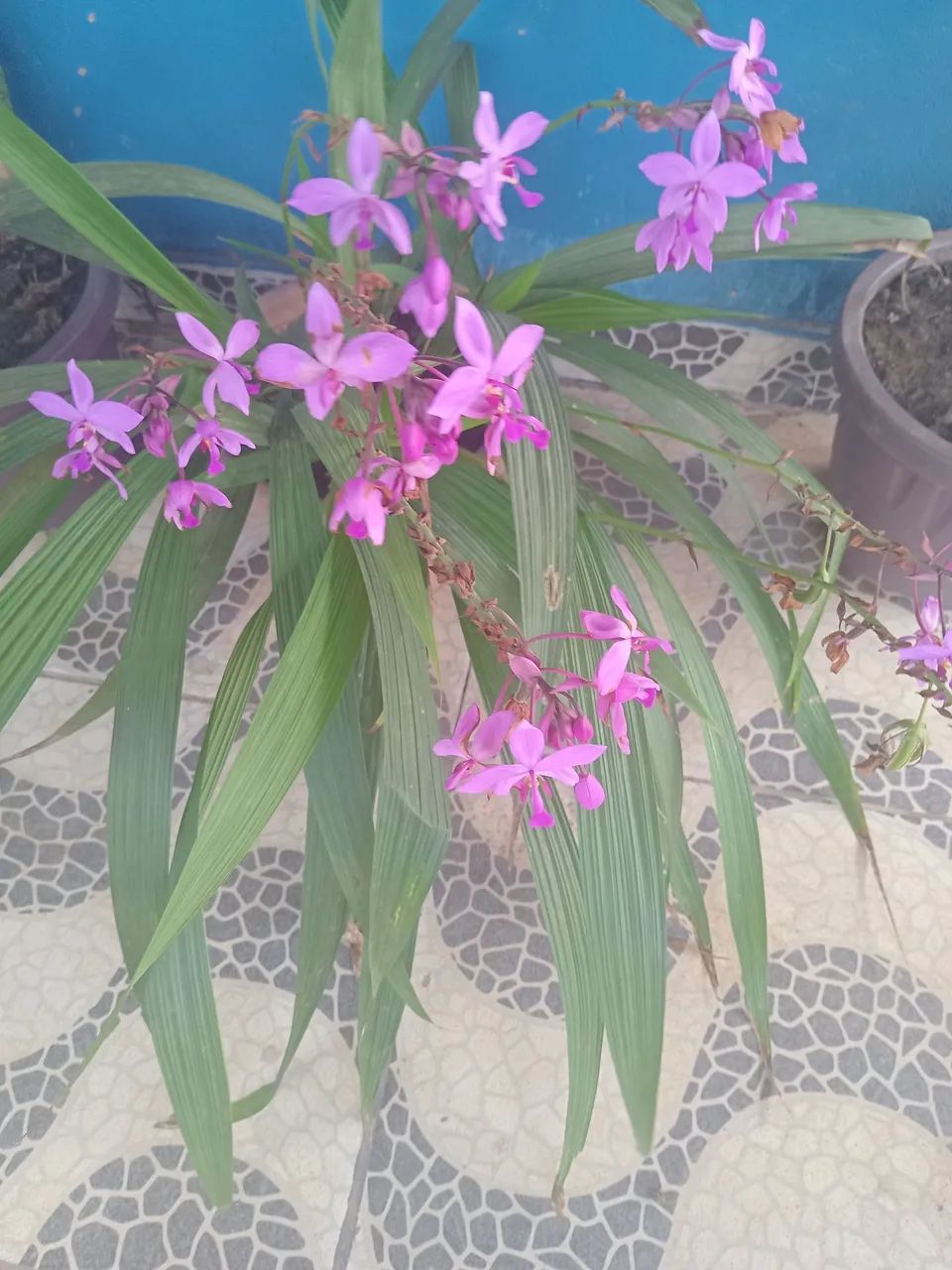 Plantas  - Foto 2
