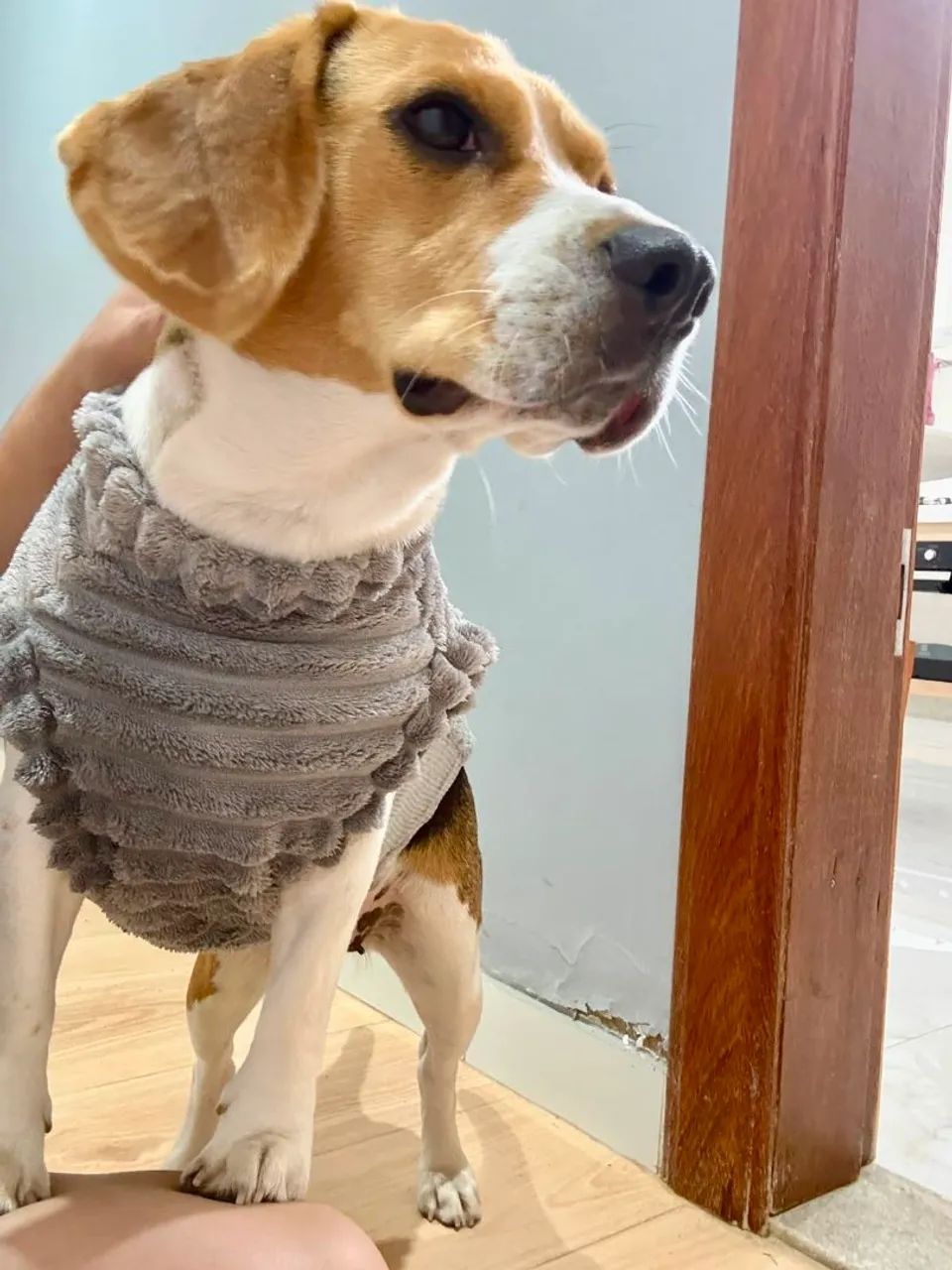 Beagle Mini Machos Disponíveis  - Foto 5