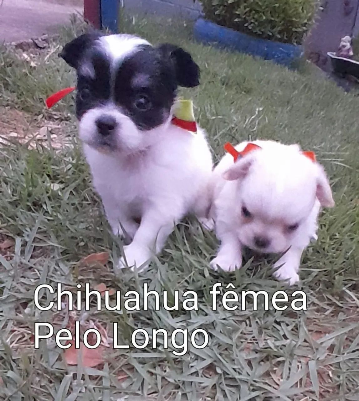 Chihuahua Fêmeas Pelo Longo Linhagem Russa entregamos abc e Sp 