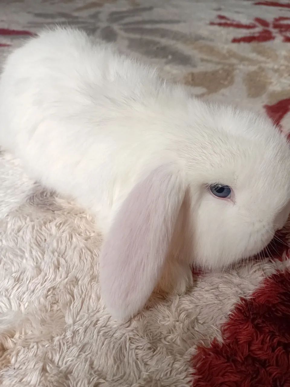 Mini lop  - Foto 3