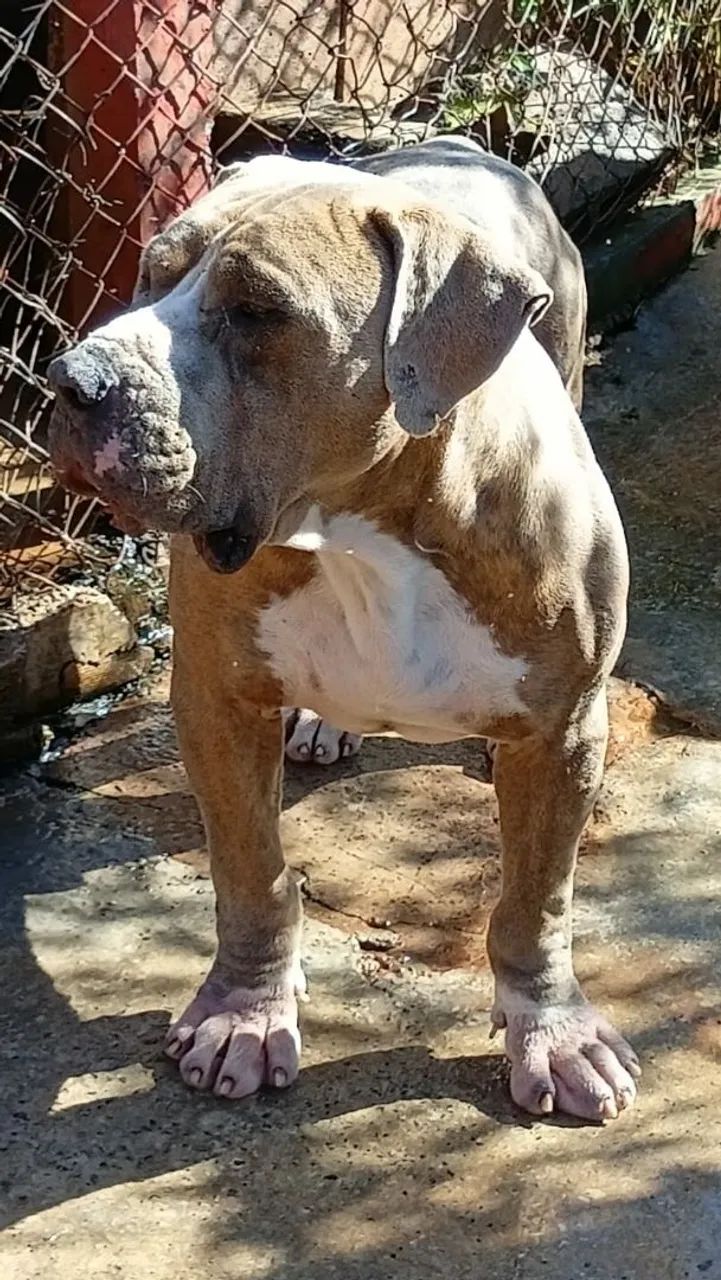 PitBull - Pit Monster. 