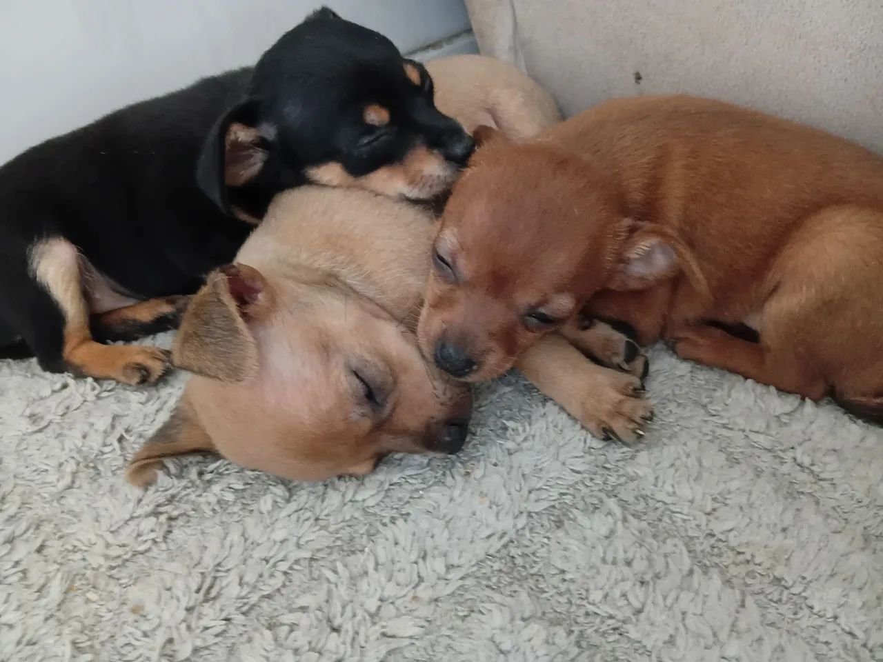 Pinscher  - Foto 2