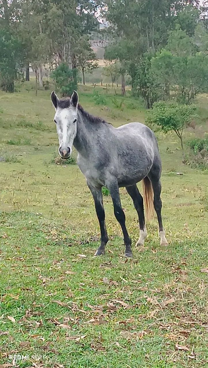 Cavalinho inteiro  - Foto 5