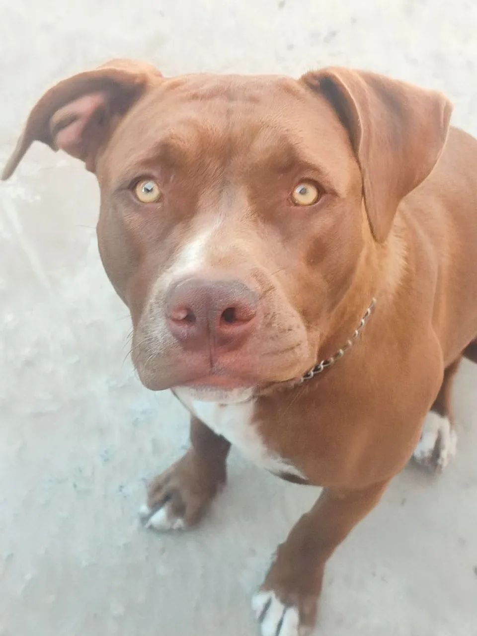 Pitbull fêmea 