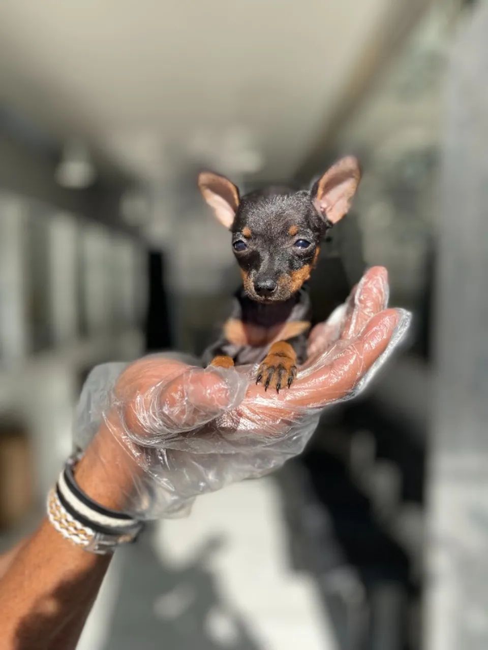 Pinscher miniatura - Um Filhote para Amar por Toda a Vida