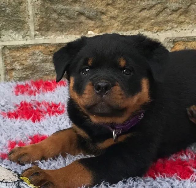 Macho Rottweiler/Rotvailer/Rotweiler de Alto Padrão, Vacinado