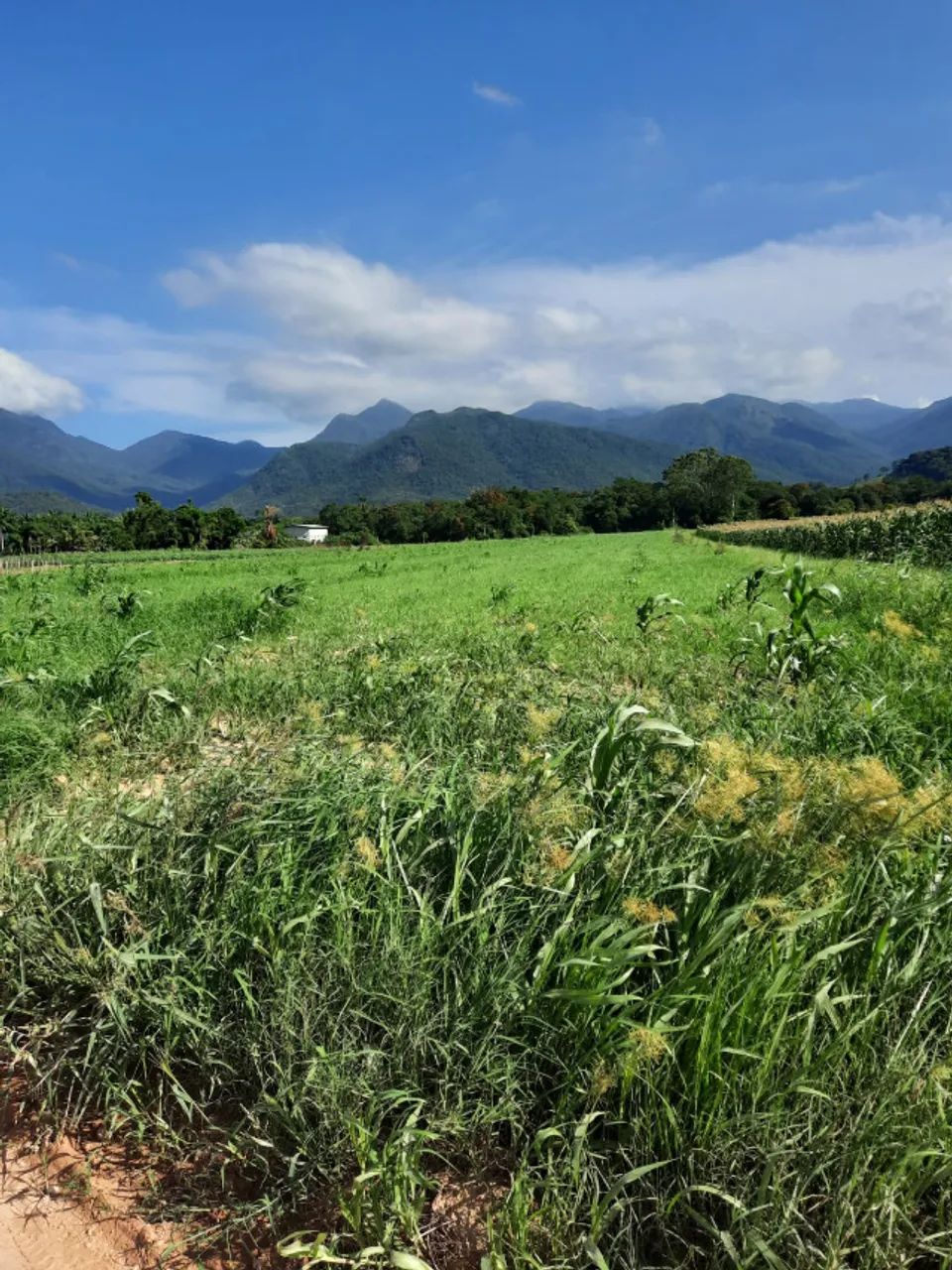Foto - Santo Amaro da Imperatriz - 