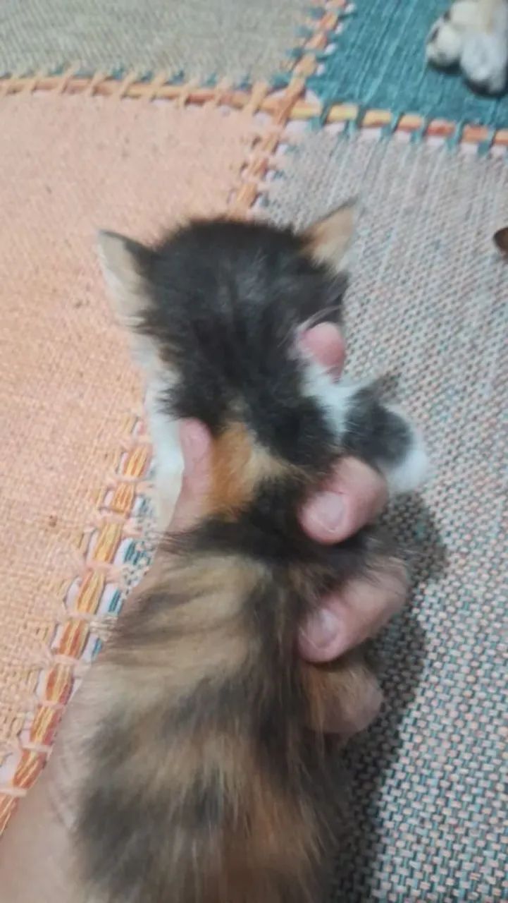 Doação de  casal de gatinhos  . - Foto 3