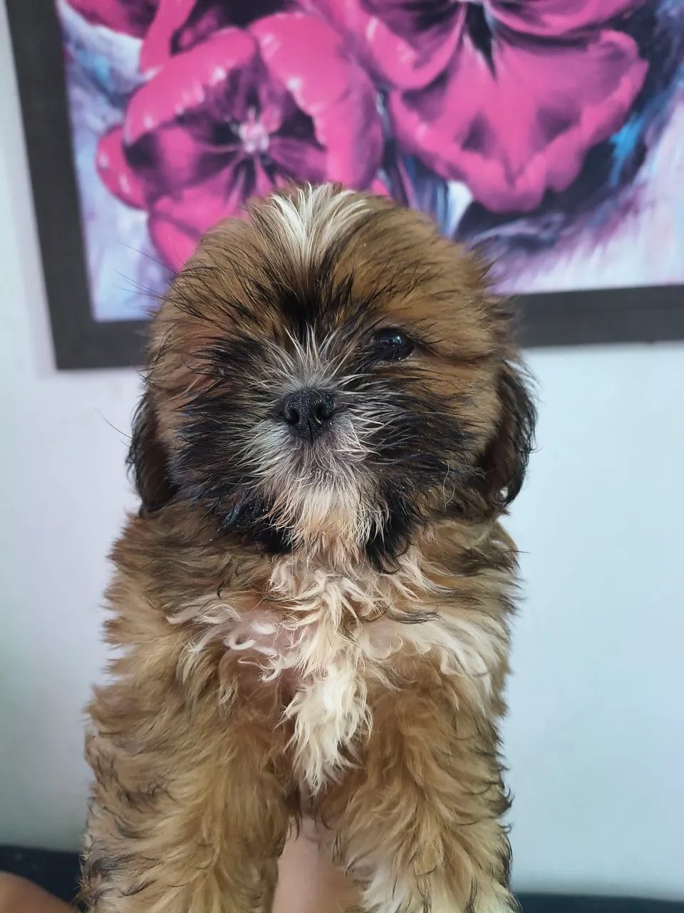 Cachorro Shitzu  - Foto 3