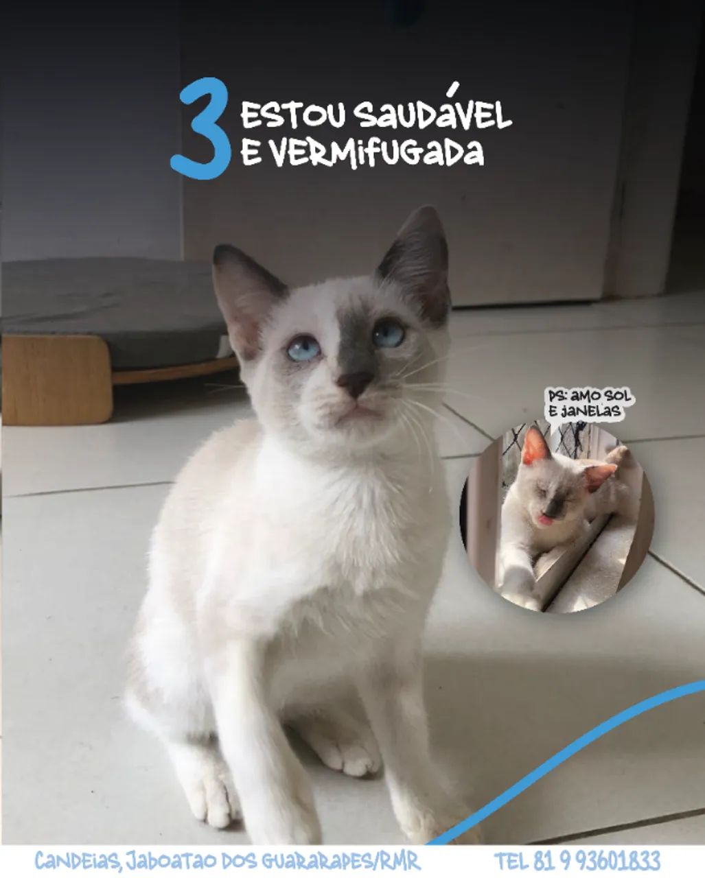 Adoção Responsável Gatinha Branca Fêmea - Foto 4