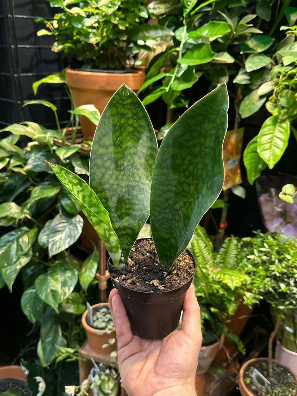 Planta espada de São Jorge  - Foto 2