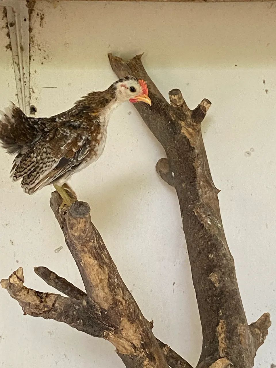 Galinha serama - Foto 2