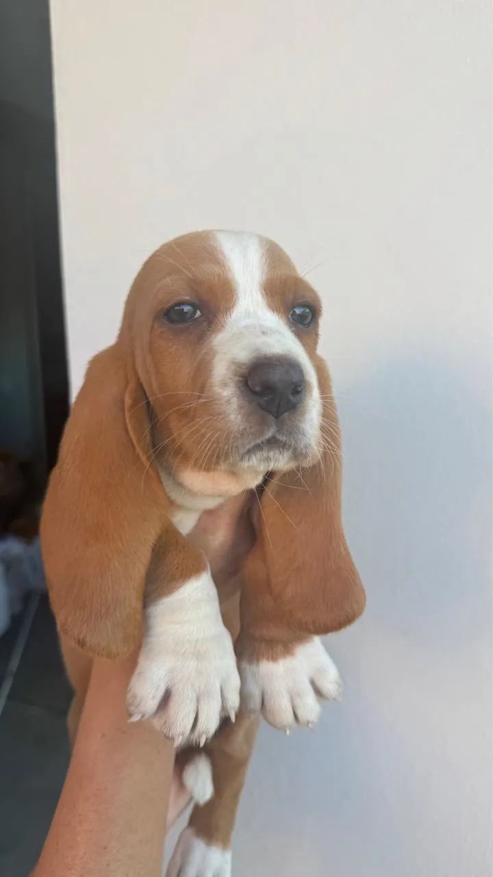 Filhotes cachorros Basset Hound  - Foto 2