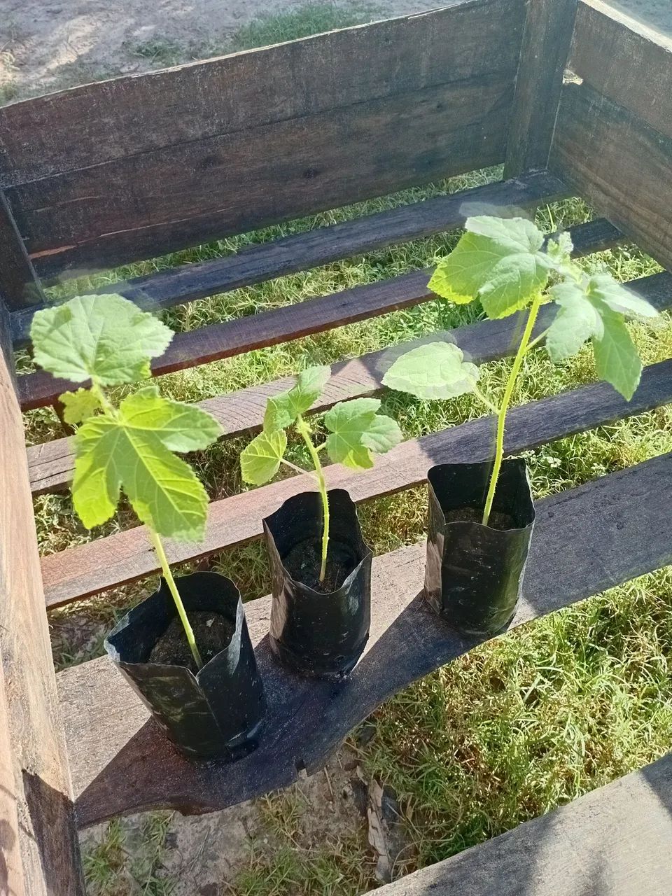Mudas de Quiabo - Foto 3