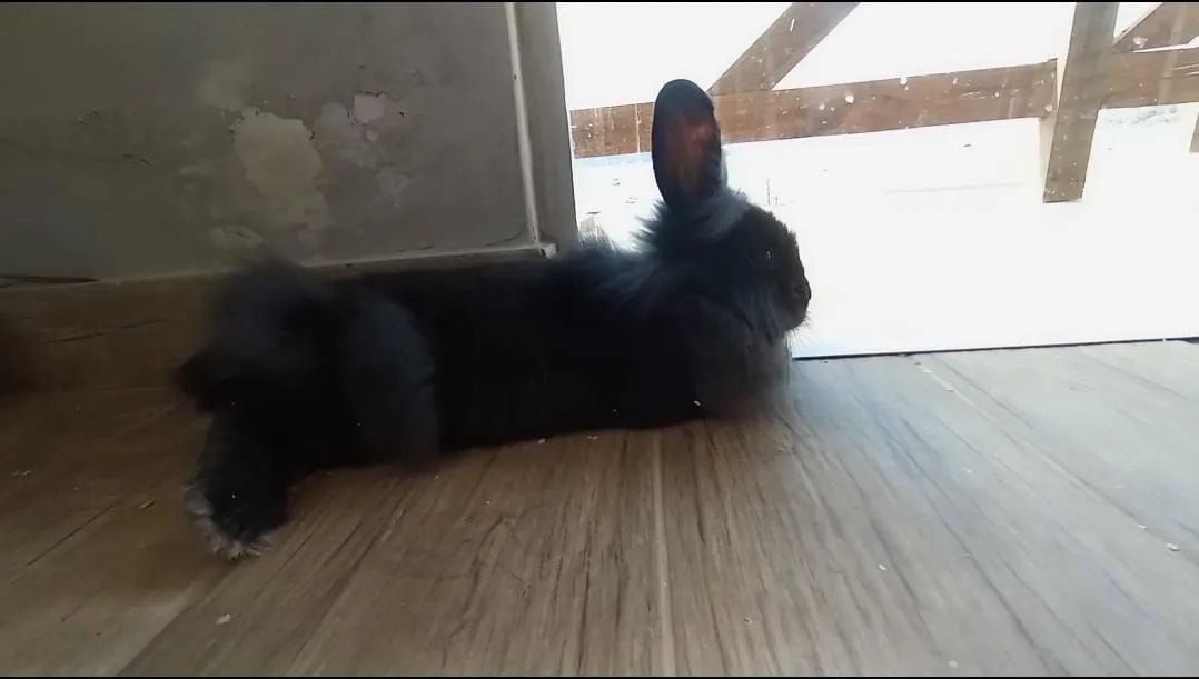 Coelha Lion Head - Foto 3