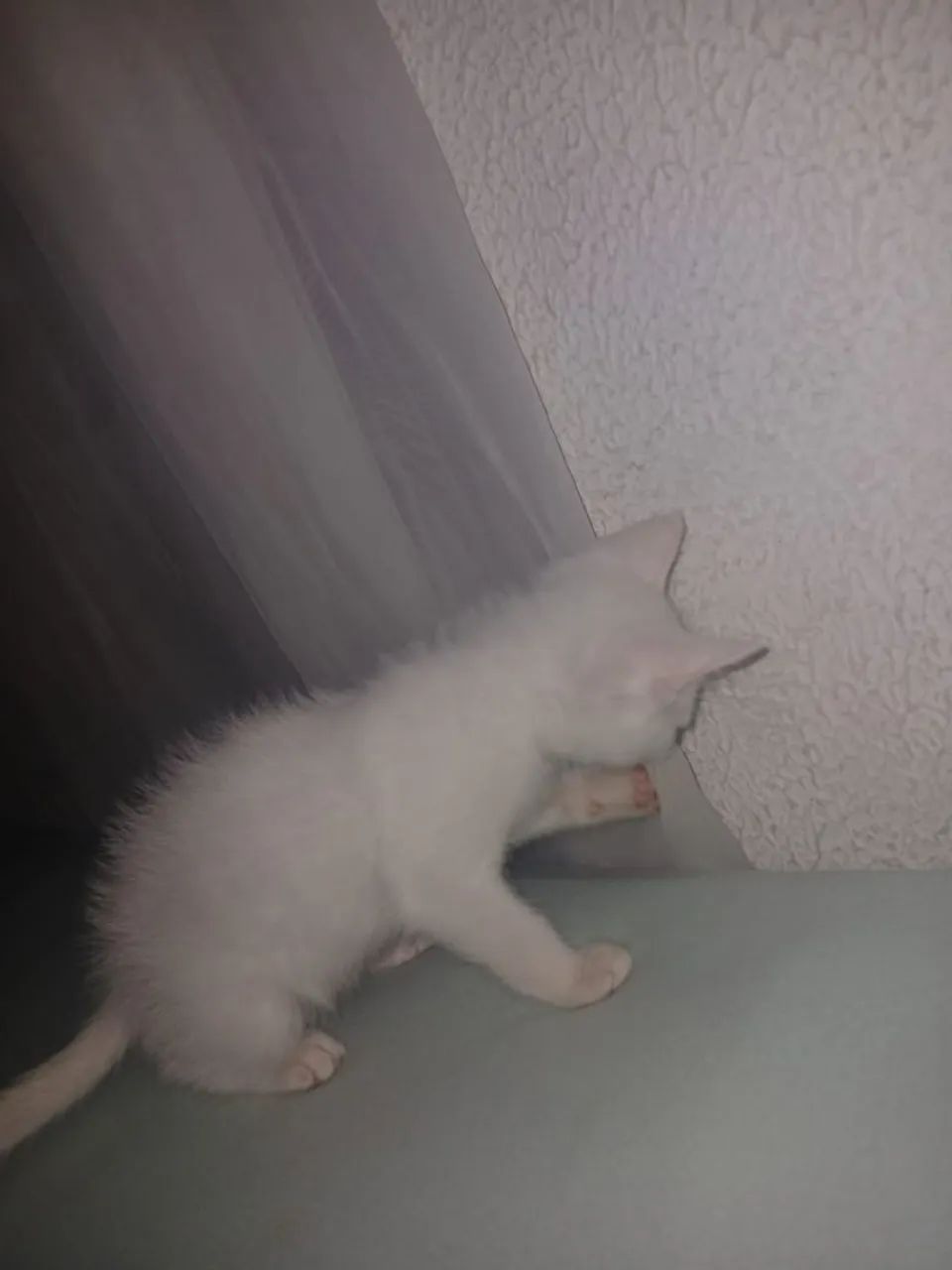 Adoção  - Foto 3