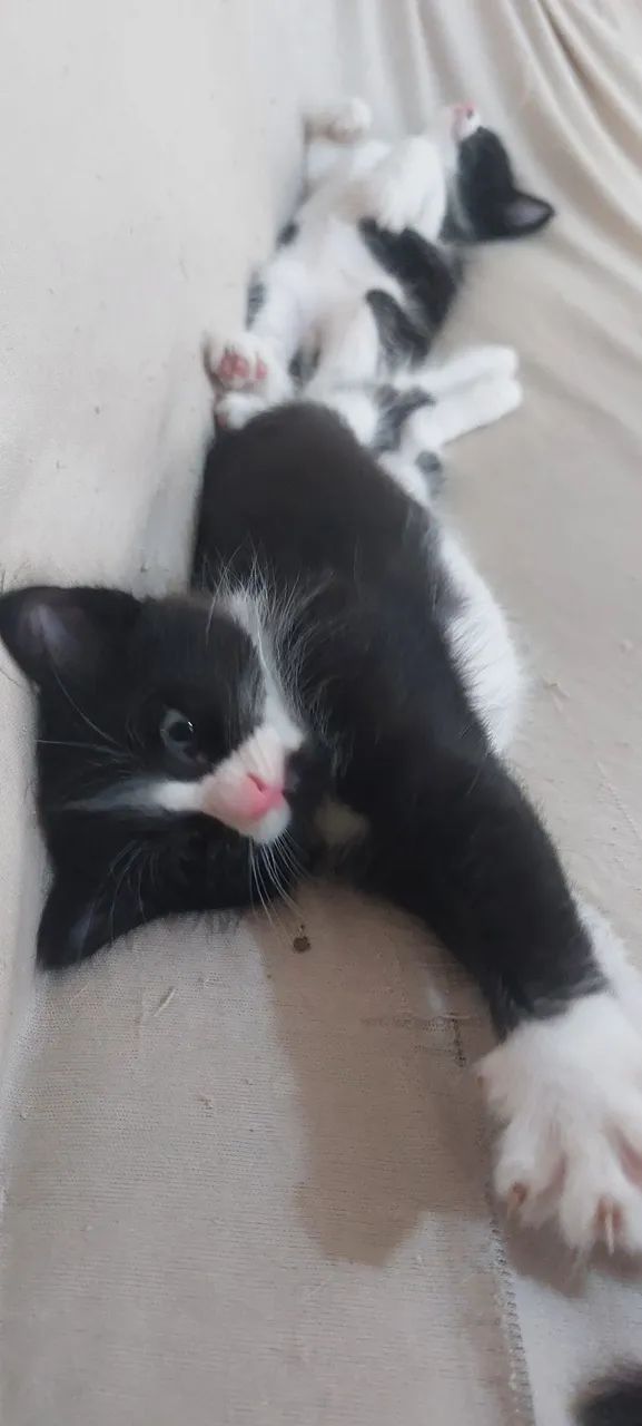 Gatas para adoção - Foto 3