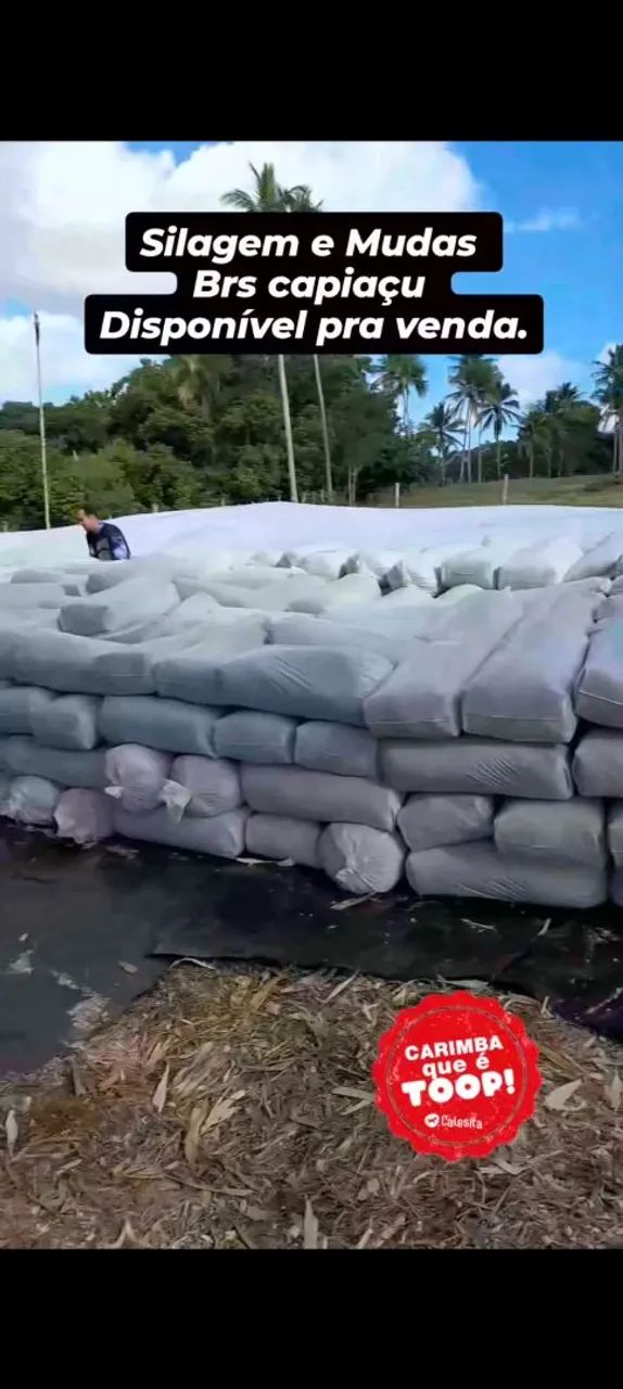 SILO E MUDAS BRS CAPIAÇU COM ENTREGA EM ARACAJU GRATIS  - Foto 2