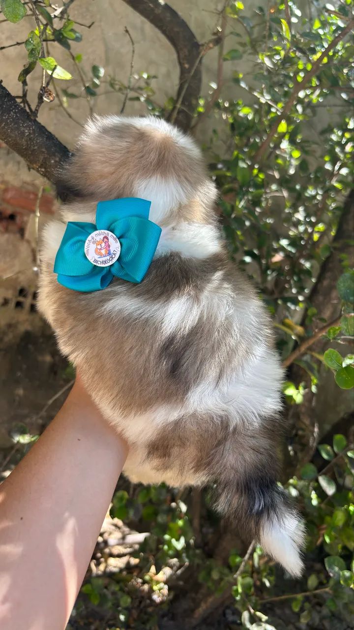 Shihtzu fêmea e macho  - Foto 4