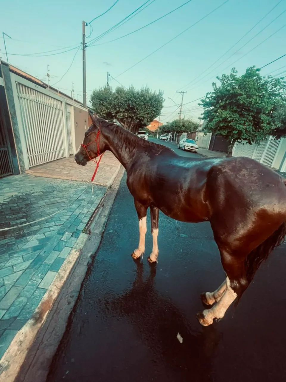Vendo cavalo Manga larga - Foto 5