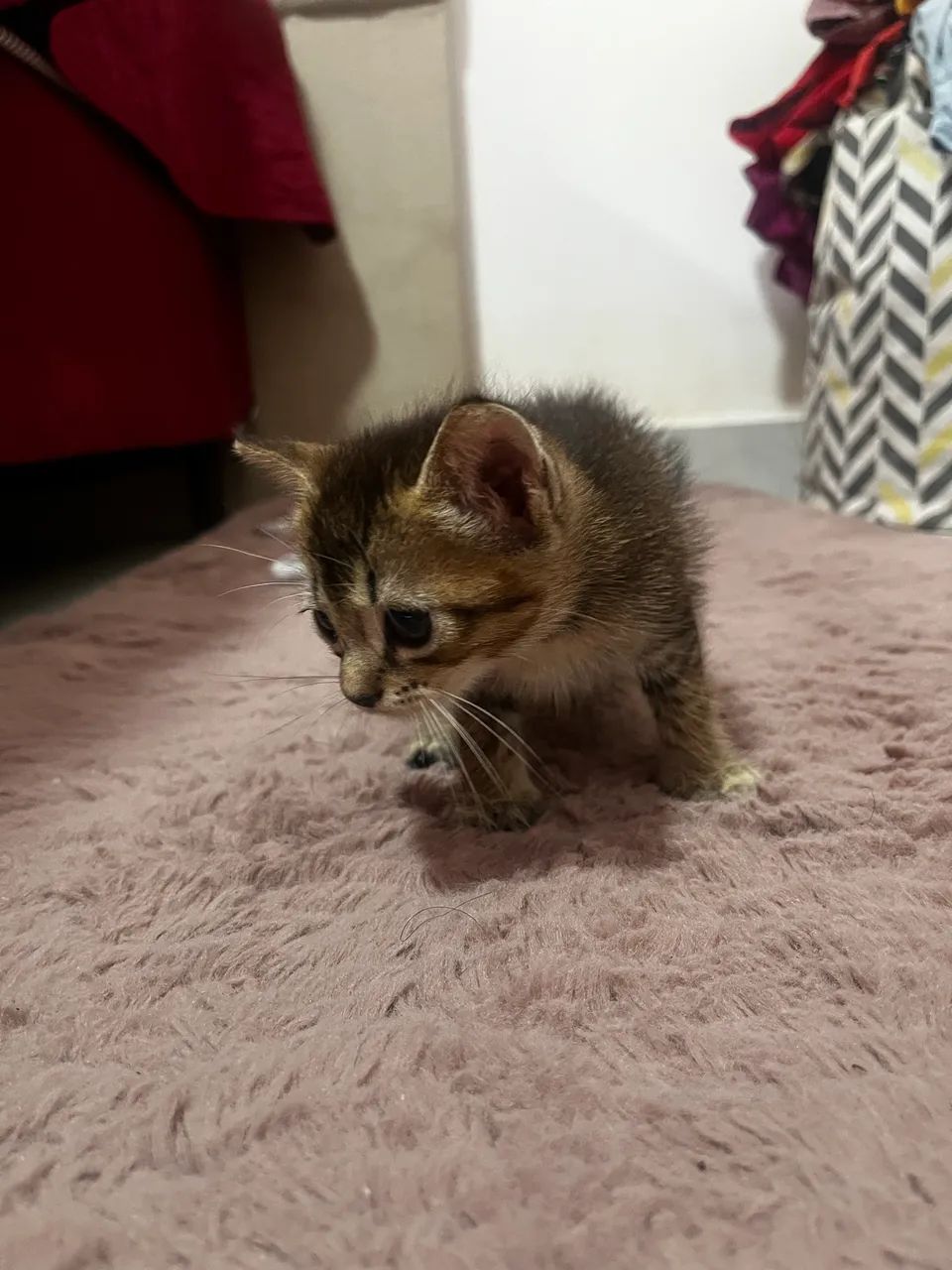 Doação de gato  - Foto 3