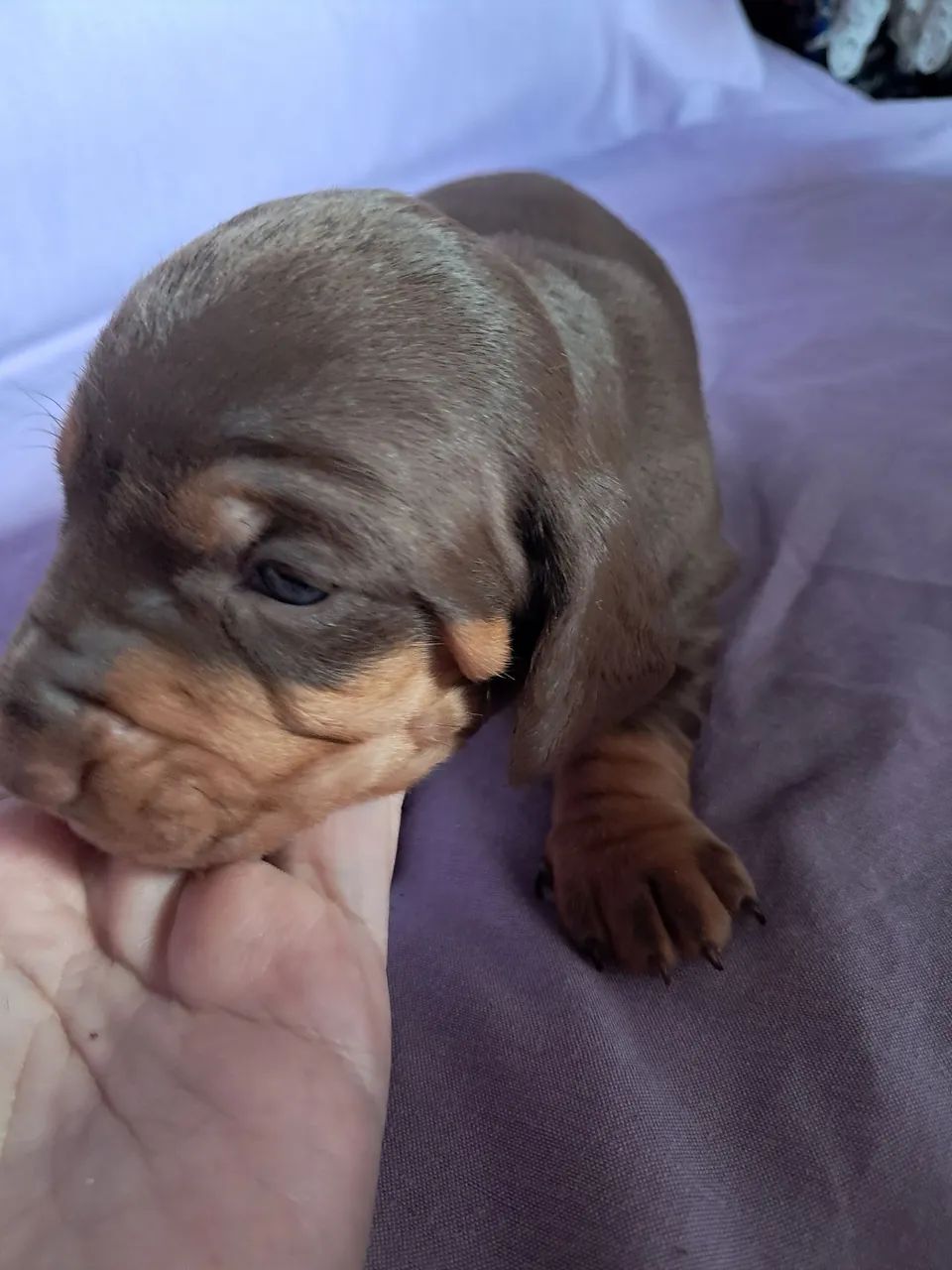 Dachshund  - Foto 2