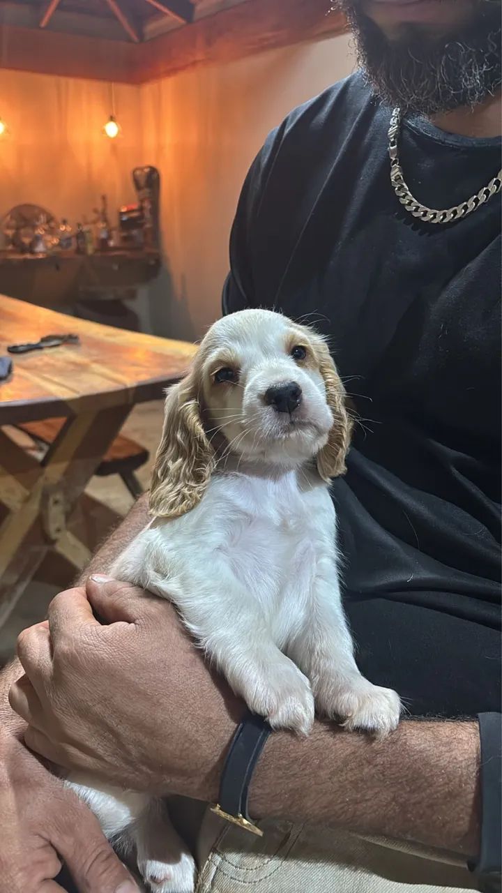 Cocker spaniel inglês excelência na linhagem 