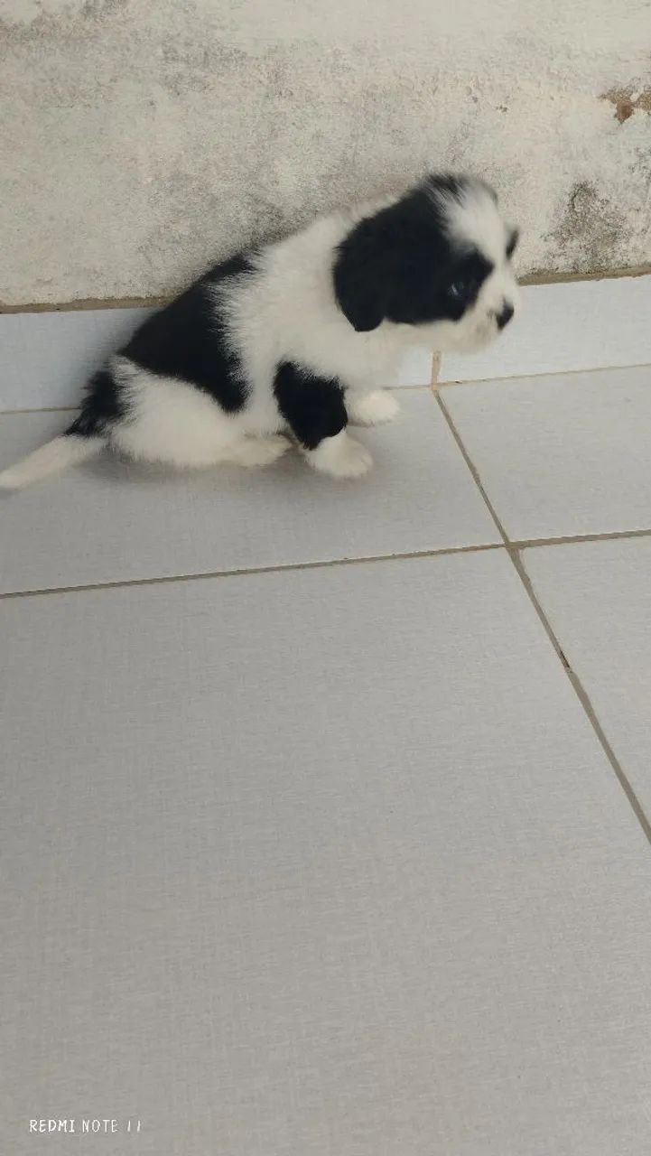 Filhote de Shitzu macho  - Foto 2