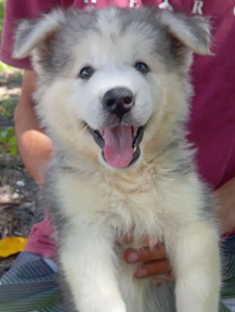 Filhotes de Husky siberiano  - Foto 4