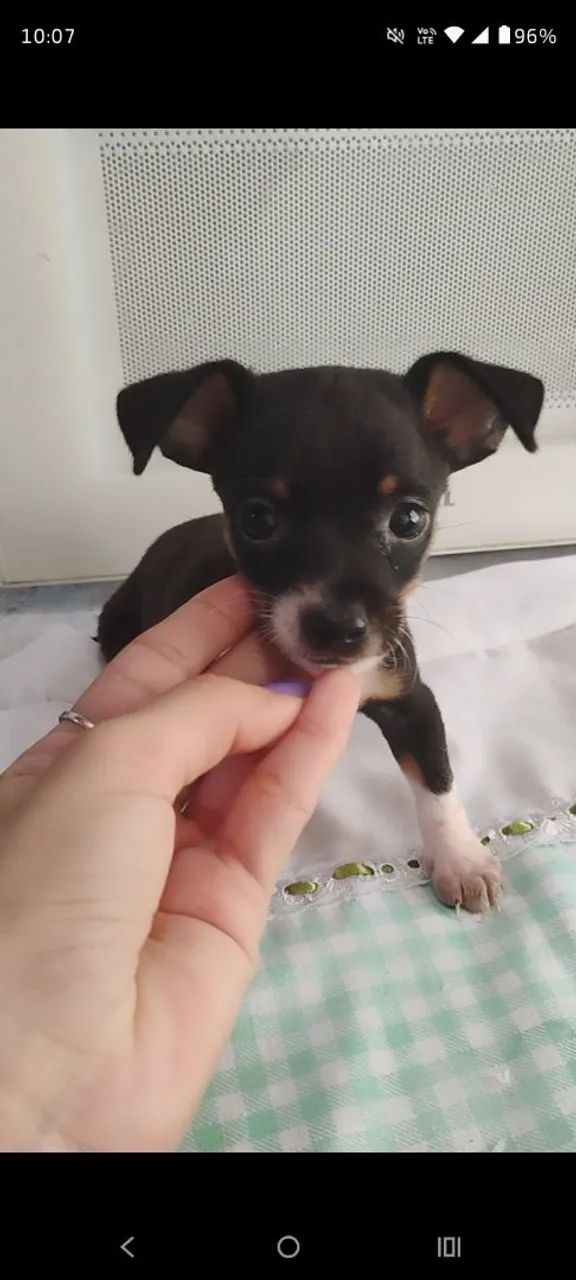 Pinscher macho número 1  - Foto 3
