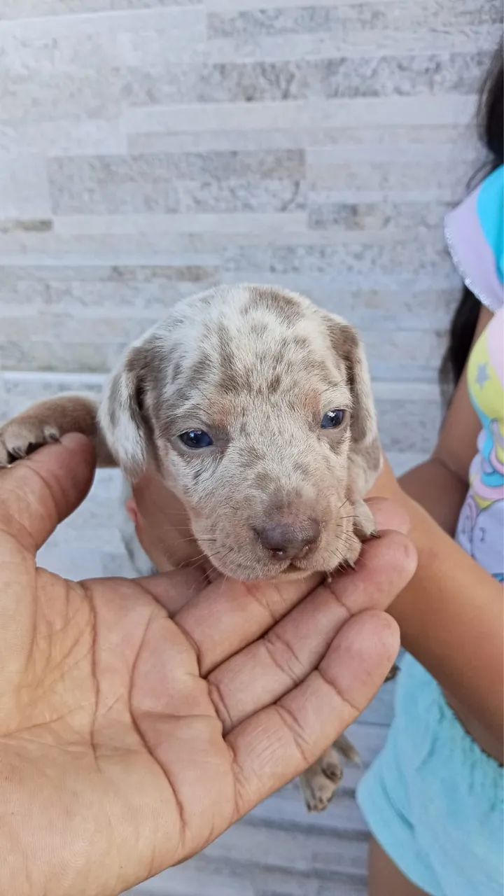 Filhotes de Basset  - Foto 6