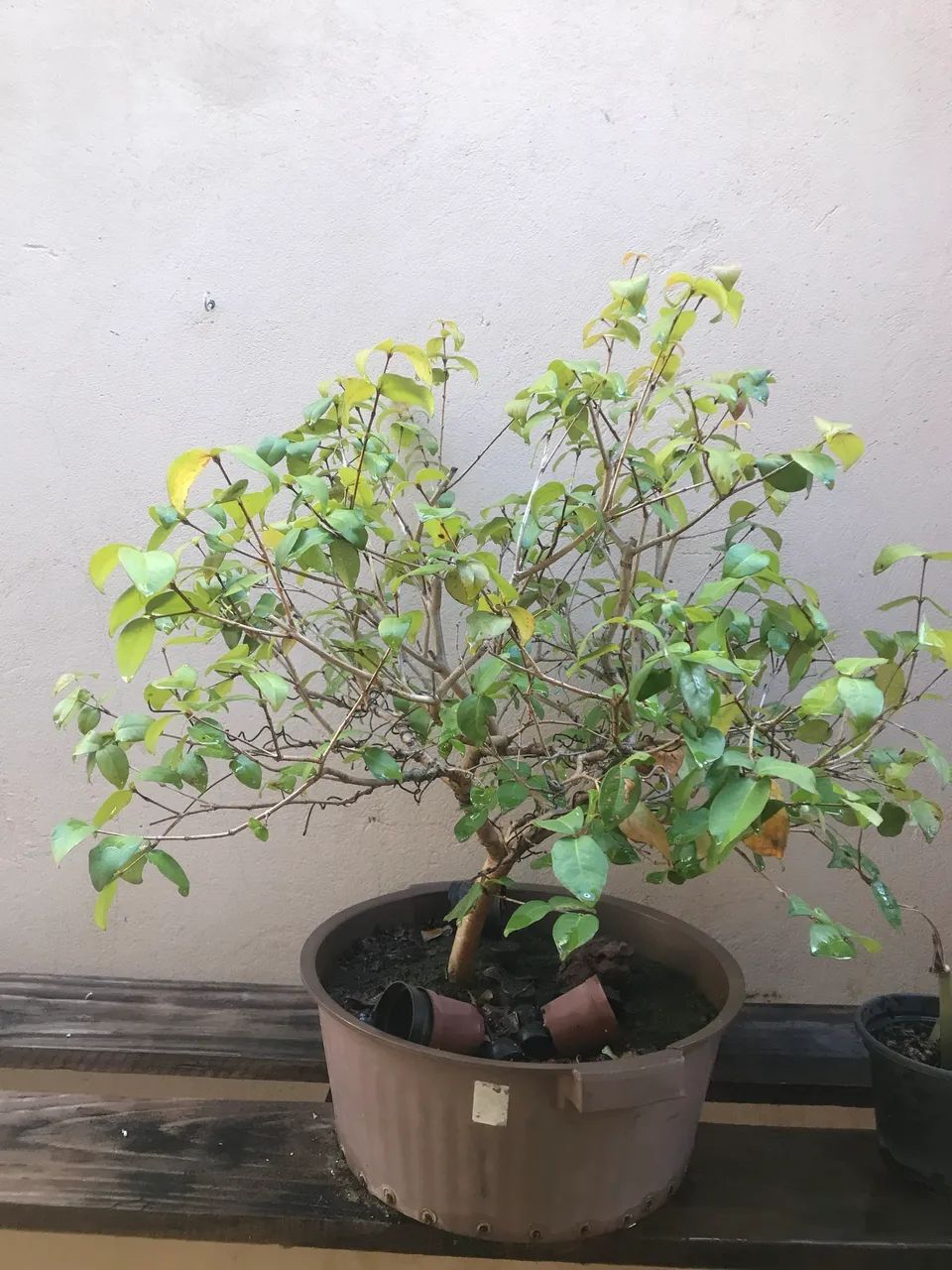 Pré bonsai pitan ga 
