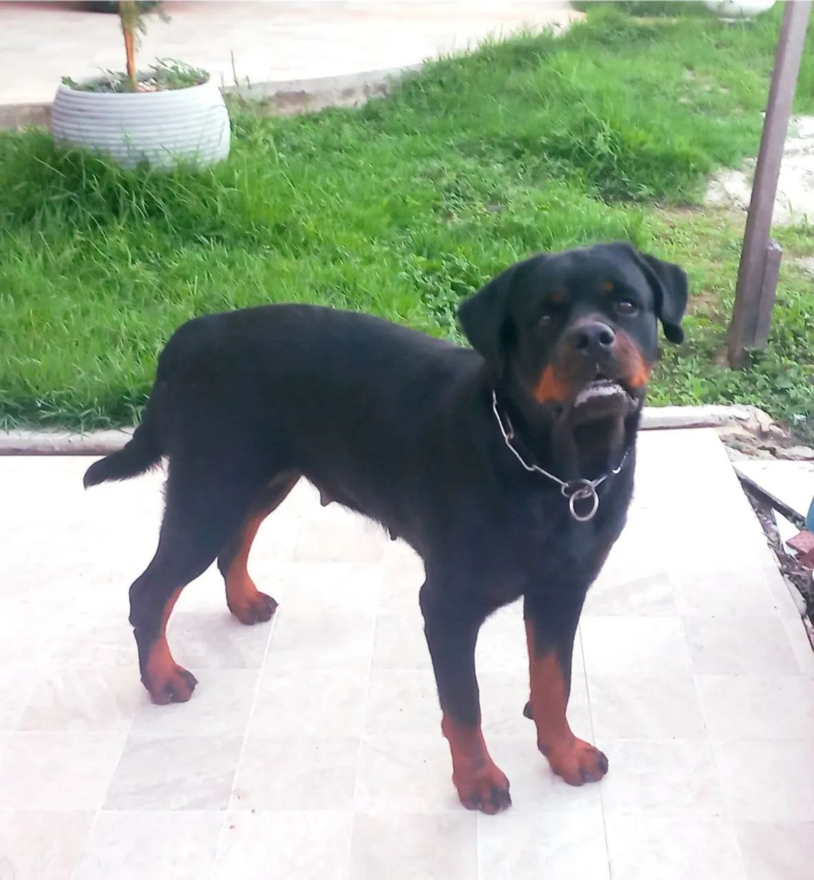 Vendo filhotes de Rottweiler Puros.  - Foto 4