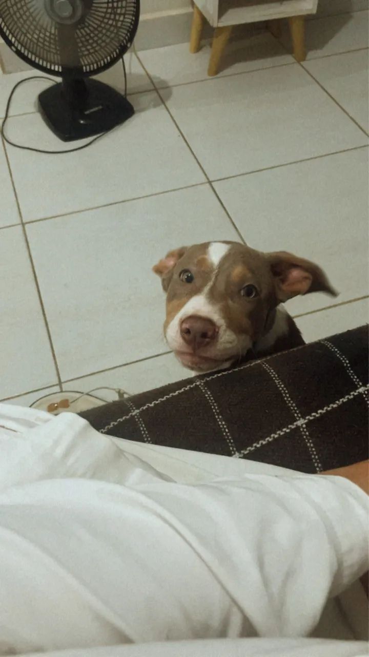 Cachorro  - Foto 4