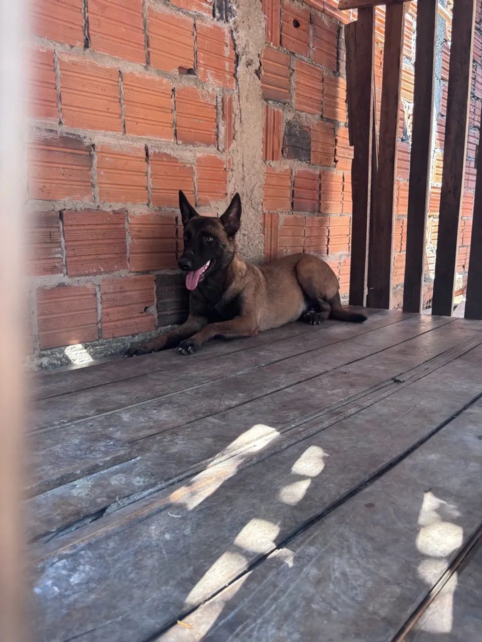 Cadela Malinois  - Foto 3