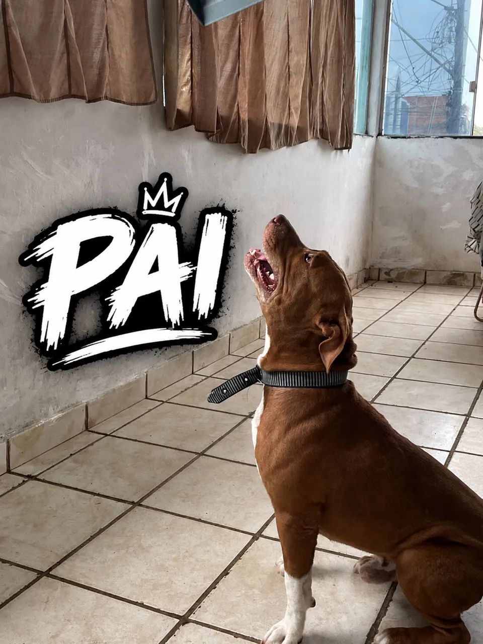 filhotes de pitbull - Foto 4
