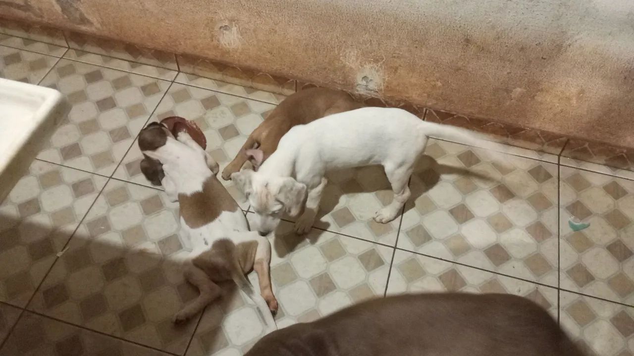 Doação Filhote