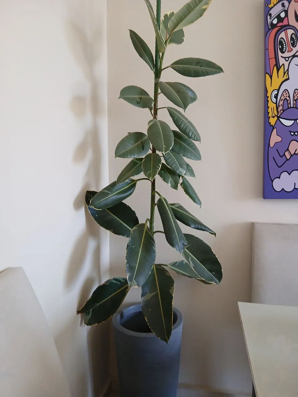 Plantas - Foto 2