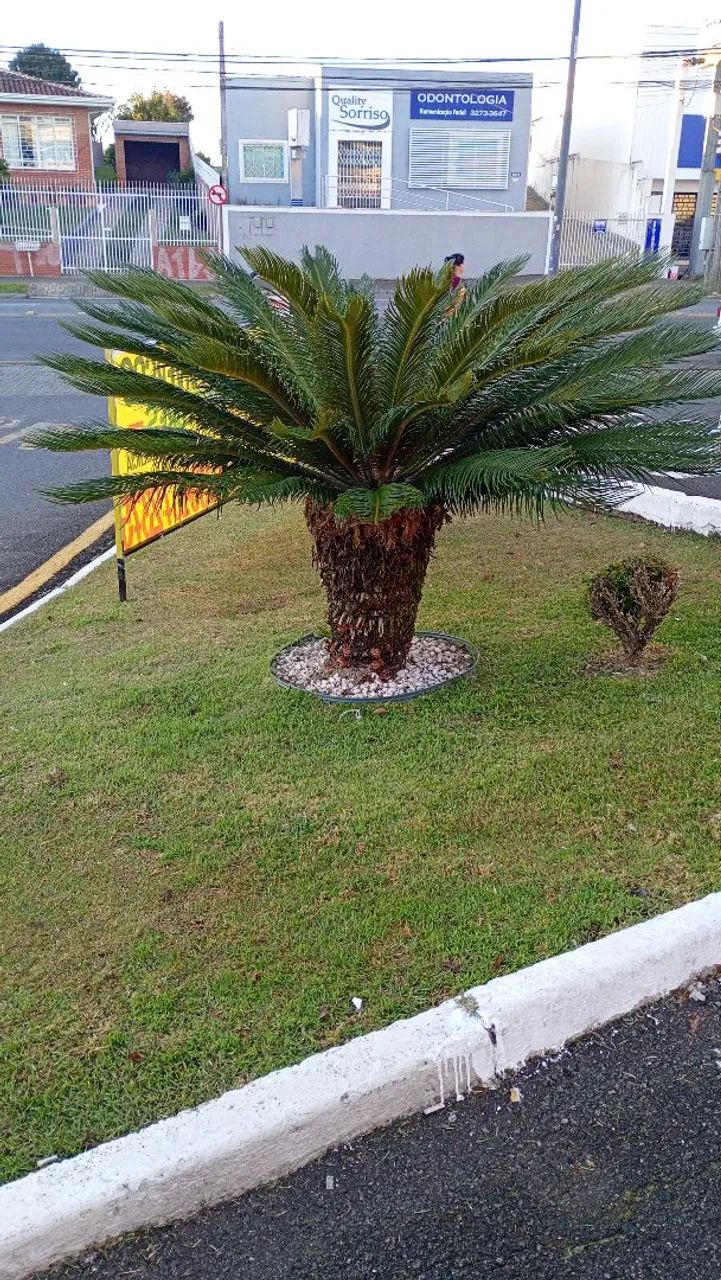 Jardim  - Foto 2