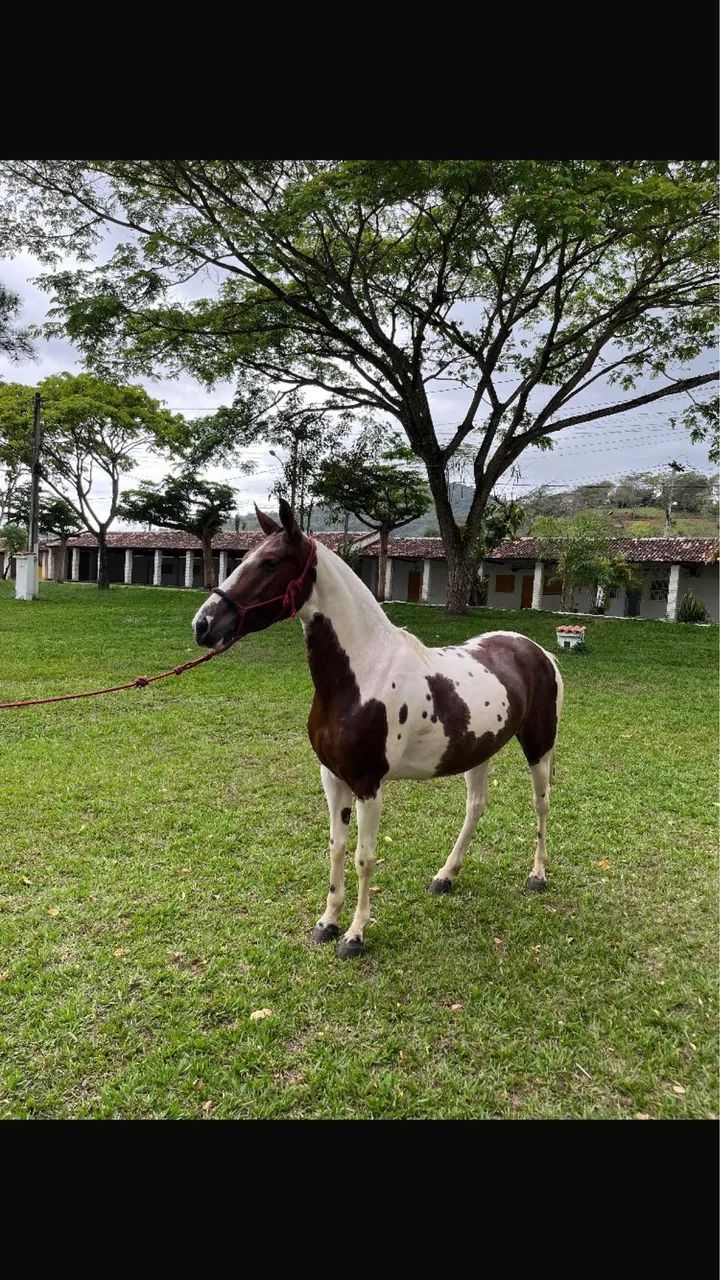 Animais para agropecuária  - Foto 5