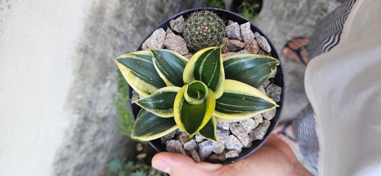 Plantas mini espadinhas variadas. - Foto 4