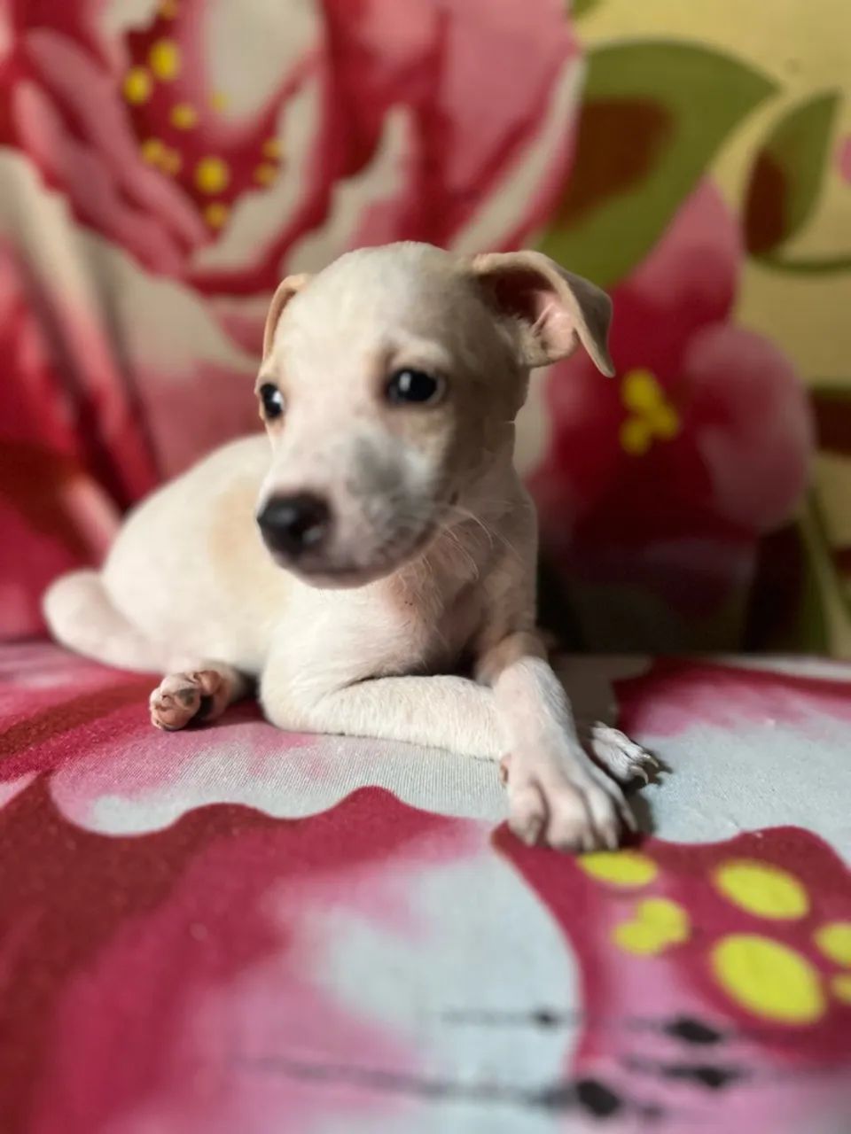 Cachorrinhos - Foto 2