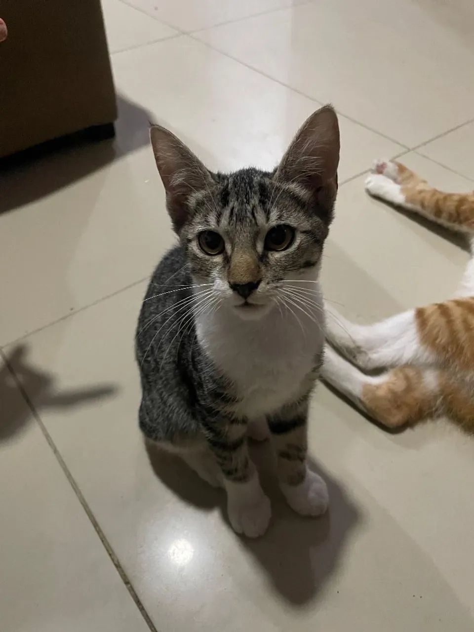 Gatinhas fêmeas para adoção! - Foto 3