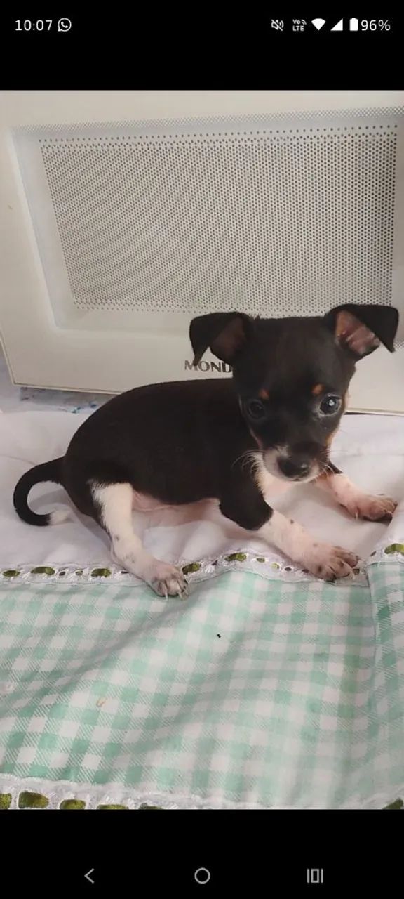 Pinscher macho número 1  - Foto 2