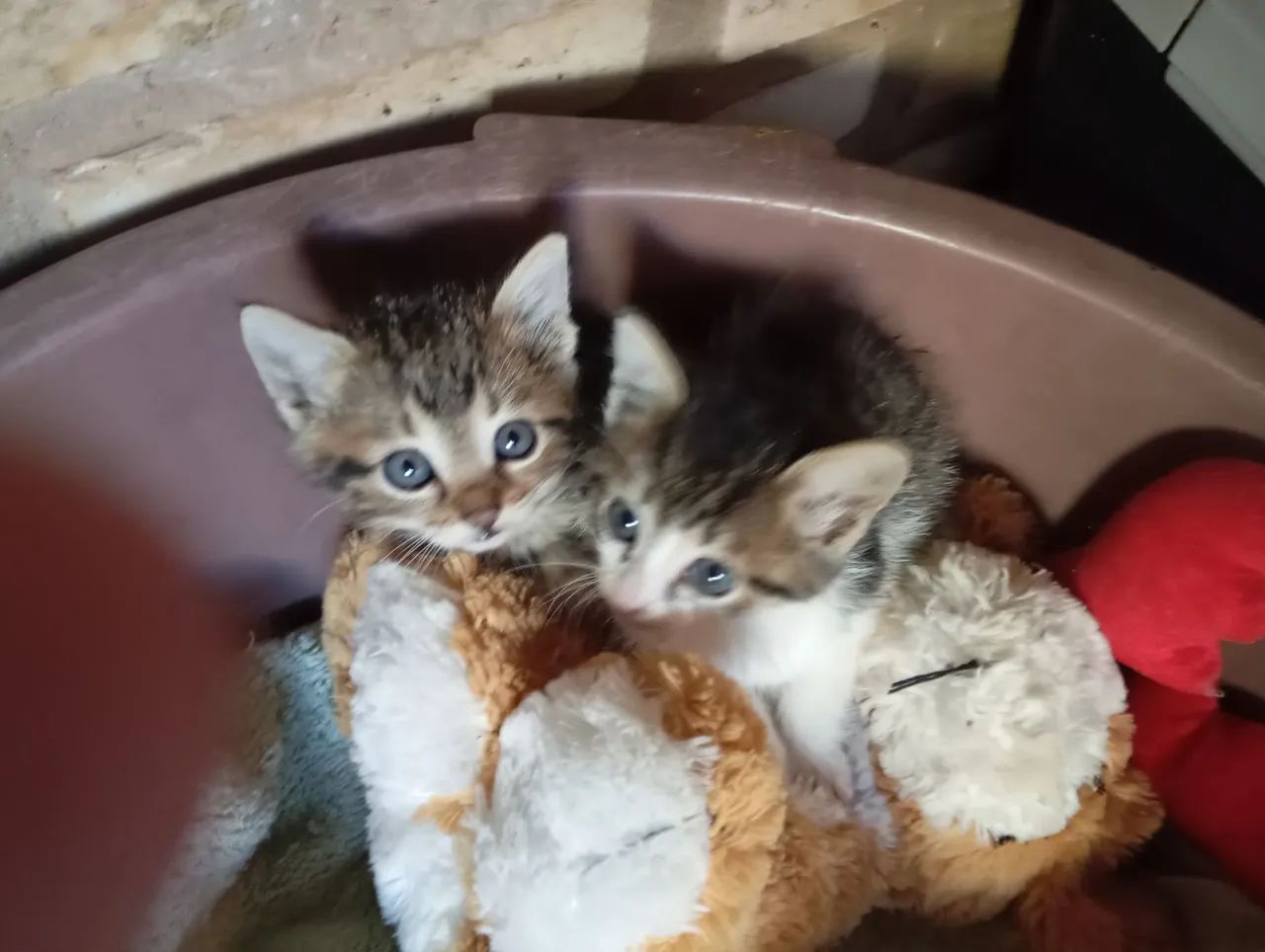 Gatinhos para doar 