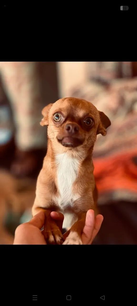 Pincher 1  - Foto 4