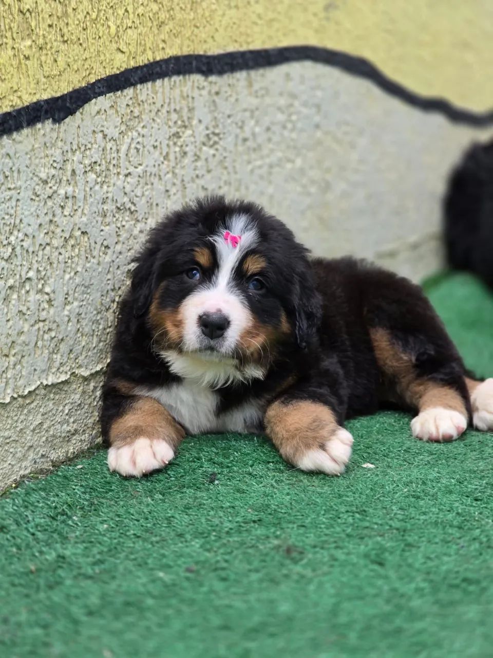 Filhotes Bernese - Foto 2