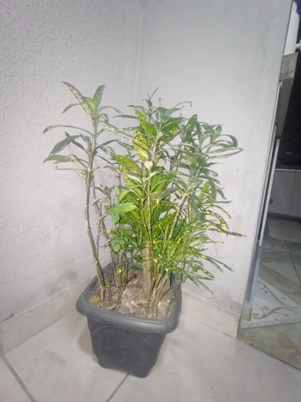 Plantas  - Foto 2