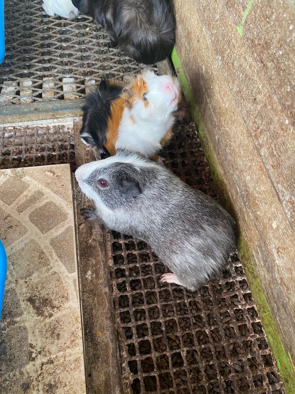 Porco da Índia