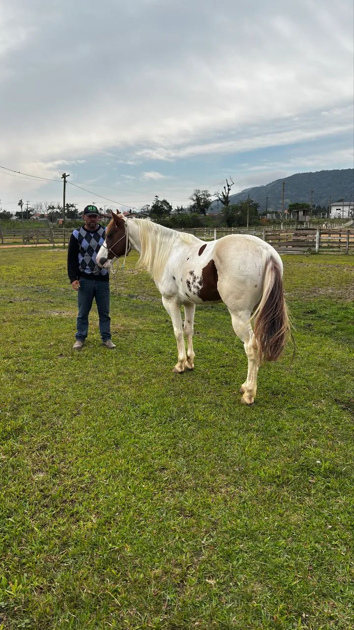 Garanhão paint horse  - Foto 3